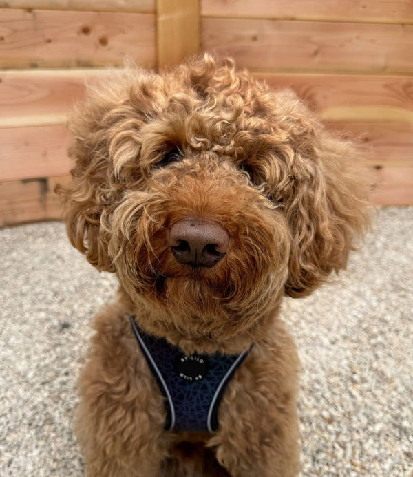 Chien d'un client avec un harnais By Lilo