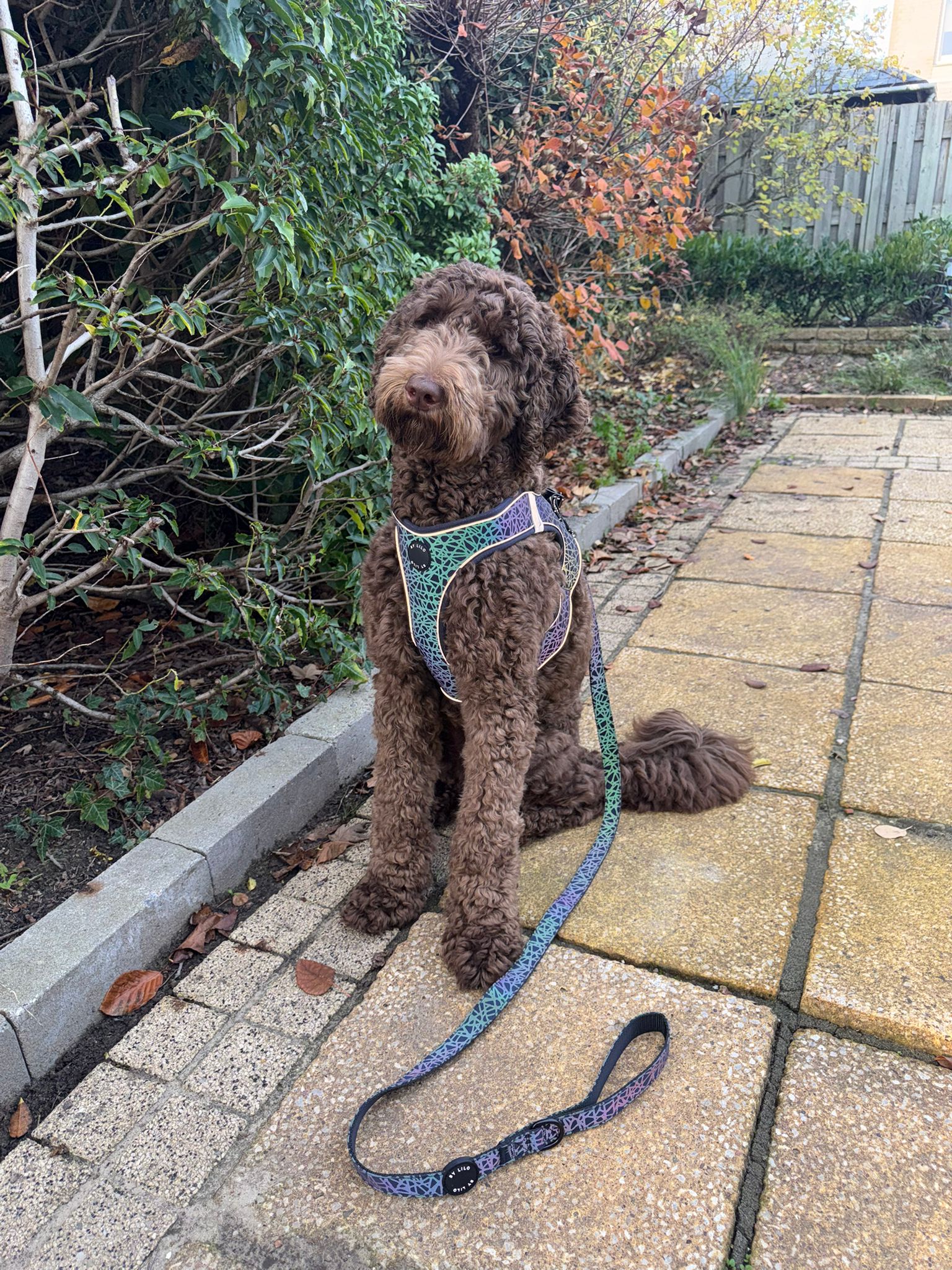 Reflecterend instapharnas met bijpassende riem - By Lilo