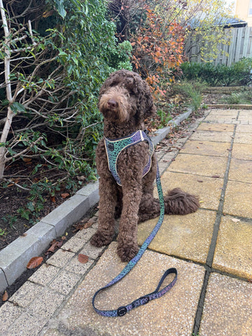 Reflecterend instapharnas met bijpassende riem - By Lilo