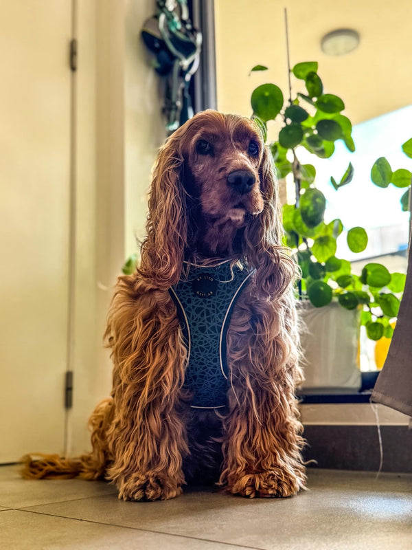 Chien d'un client avec un harnais By Lilo
