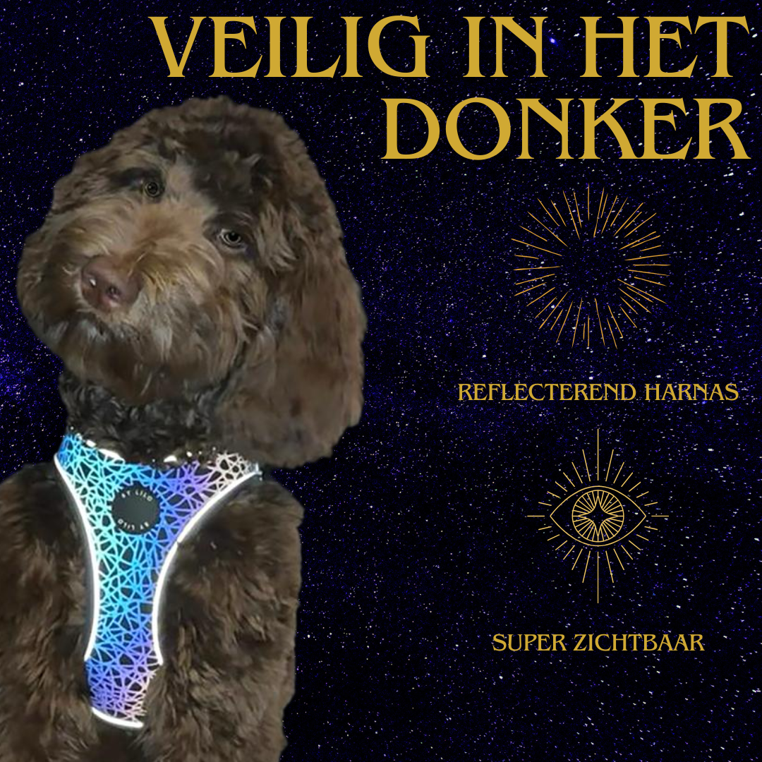 Reflecterend hondenharnas - By Lilo - in gebruik