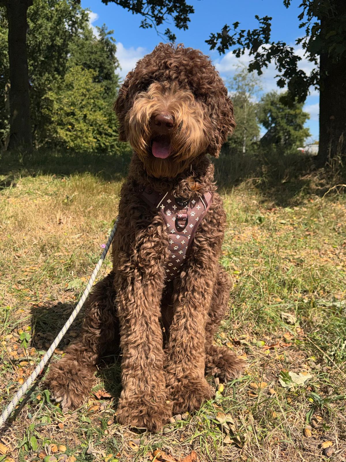 Bruin reflecterend anti-trek Y-tuig - By Lilo