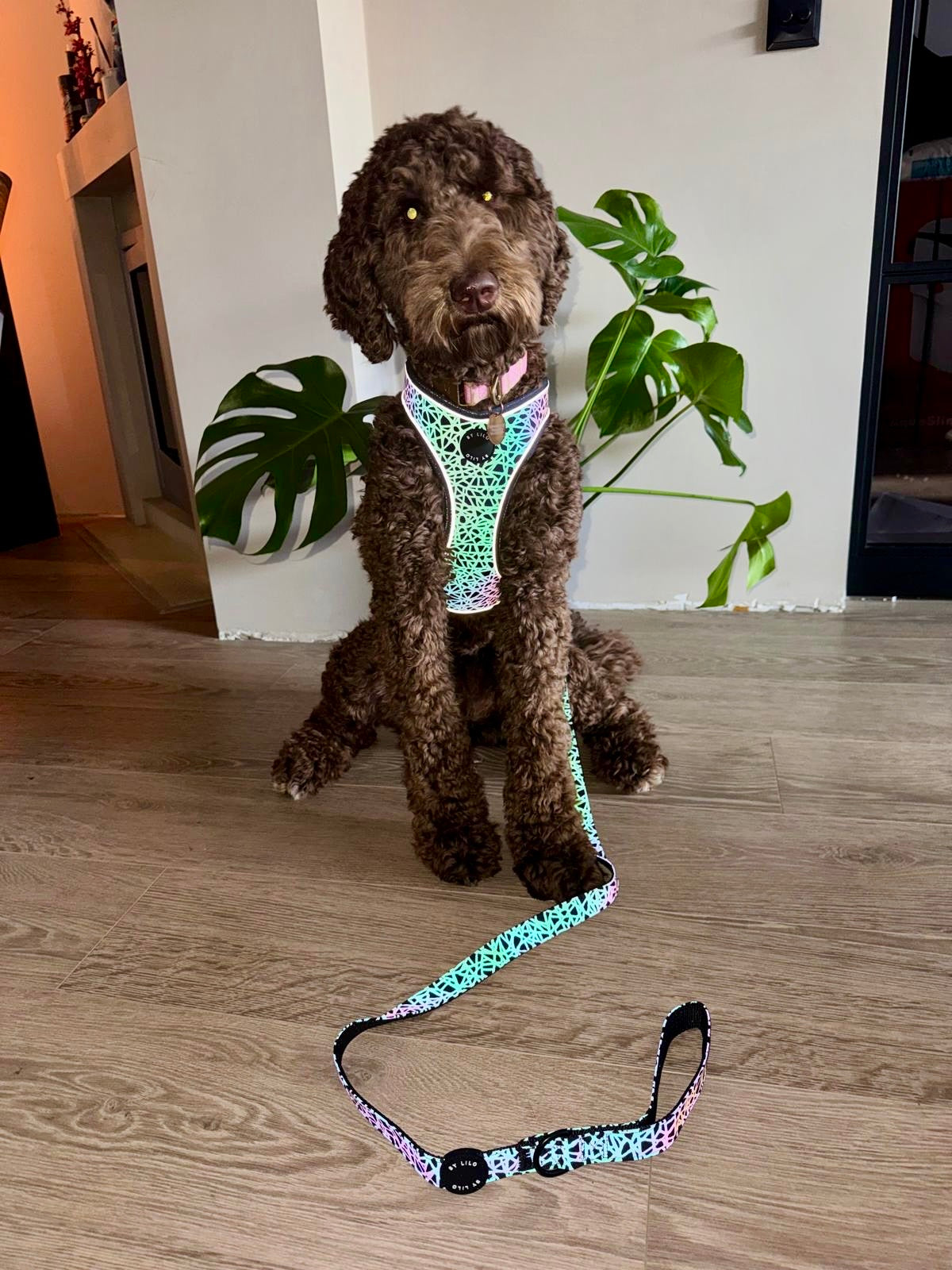 Reflecterende multicolour hondenriem - By Lilo - zijaanzicht